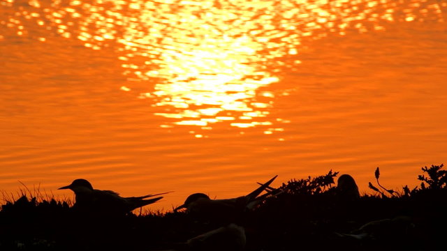 Common Terns (Sterna hirundo) are resting and breeding in a sunset.