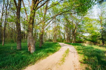 Obraz premium Beautiful Green Forest In Summer. Countryside Road, Path, Way, L