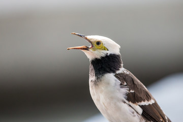 Black-collared Starling singing