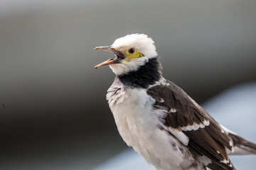 Black-collared Starling singing