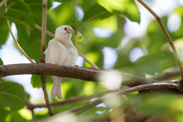 Albino Eurasian Tree Sparrow perching on tree