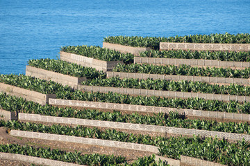 Bananenplantage La Palma, Kanarische Inseln, Spanien