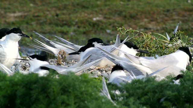 Group of Sandwich Tern (Thalasseus sandvicensis) breeding and resting in a nature reserve on the island of Texel in The Netherlands. Common Tern in the foreground