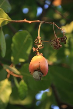 pomme de cajou