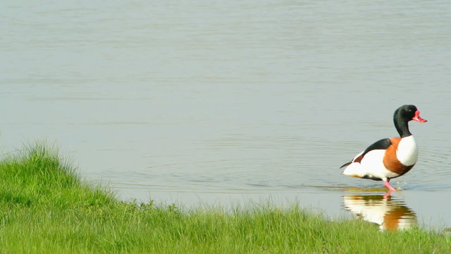 Common Shelducks (Tadorna tadorna) wading through water.