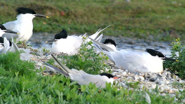 Group of Sandwich Tern (Thalasseus sandvicensis) breeding and resting in a nature reserve on the island of Texel in The Netherlands. Common Tern in the foreground.
