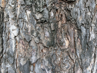 Tree bark texture