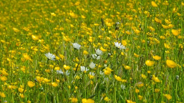 Camera sliding past a field of Buttercup flowers.