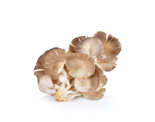 oyster mushroom on white background