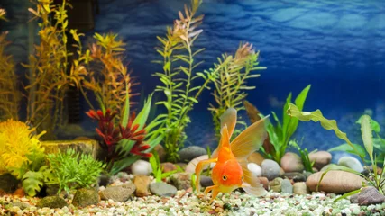 Fotobehang Aquarium Native Gold Fish © EuToch