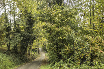Fototapeta na wymiar autumn little road