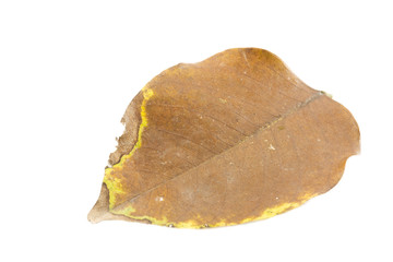 Dead leaf on a white background