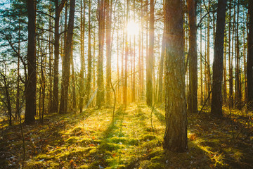 Sunset Sunrise In Spring Coniferous Forest Trees. Nature Woods