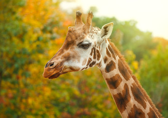 Giraffe animal in nature in green park