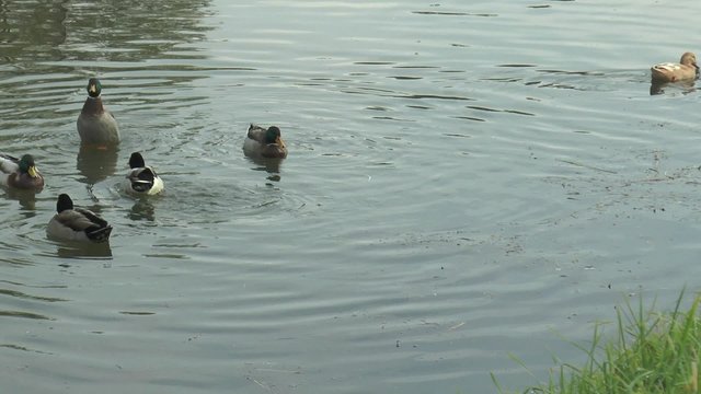 canard le log du canal