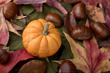 small decorative pumpkin and chestnut on red and green leaves