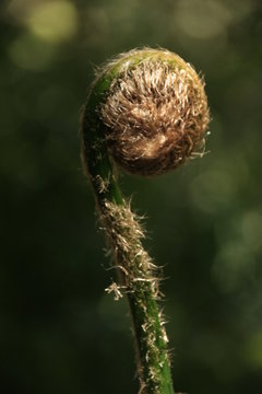 pousse de foug&egrave;re arborescente
