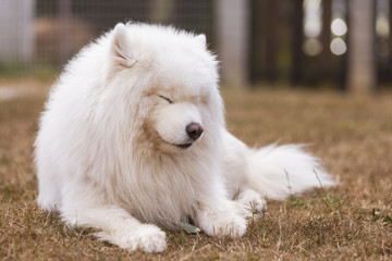 Perro Samoyedo durmiéndose en la hierba