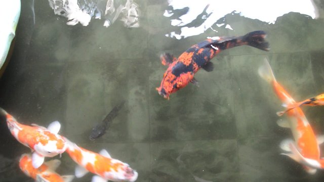 Colorful Koi fish in pond