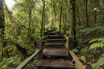 Fototapeta premium Footpath travel in Nature Trail