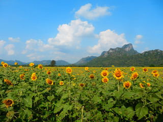Sunflower Field