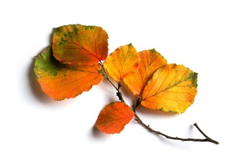 autumn colored leaves