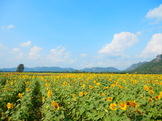 Fototapeta na wymiar Sunflower Field