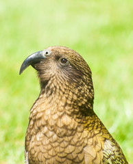 Kea