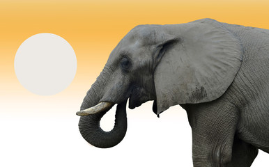 Indian elephant during sunset