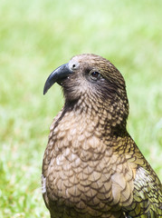 Kea