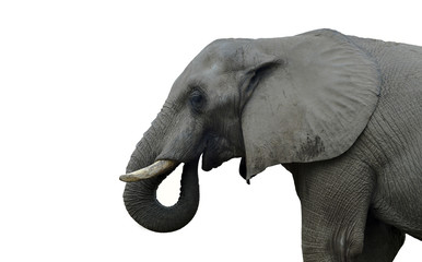 Indian elephant - isolated