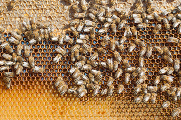 Honey Bees Working / Bees inside a beehive