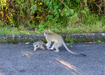 Monkey. South Africa.
