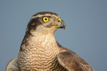 Head shot of Falcon