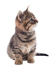 Grey striped kitten with an attentive eye. isolated