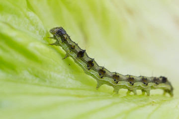 Macro green caterpillar