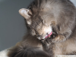Кот умывается. Кот моет лапу, видно розовый язык. Крупно портрет. Кот серый, пушистый, большой и лохматый. 