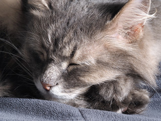 Портрет уютно спящего серого кота. Кот положил морду на лапы и сладко спит. Домашний любимец, пушистый, серый кот  