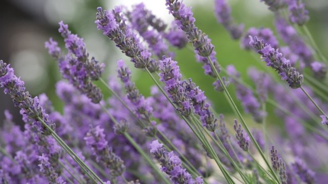 Bush of the blossoming lavender close up