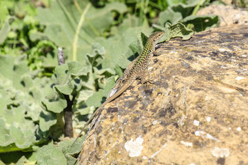 Hagedis op rots
