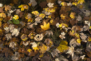 Autumn Leave Fantasy