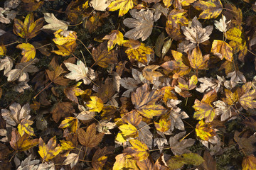 Autumn Leave Fantasy