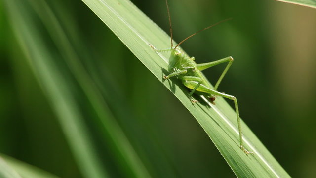 Common Green Grasshopper (Omocestus viridulus) resting on leaf