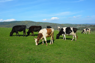 Fototapeta premium Cows grazing on a green meadow