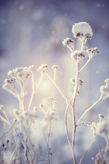 Dry plants in snow in the winter