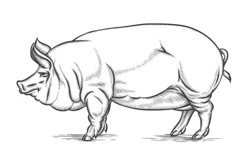 Engraving big pig or hog vector hand drawn illustration