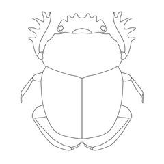 scarab. Geotrupidae dor-beetle . Sketch of dor-beetle. dor