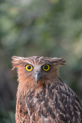 Brown fish owl head shot
