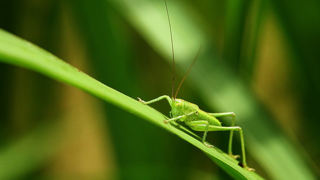 Common Green Grasshopper (Omocestus viridulus) resting on leaf