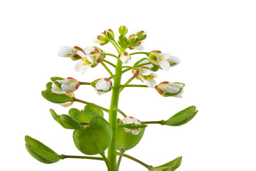 Thlaspi perfoliatum isolated on white background